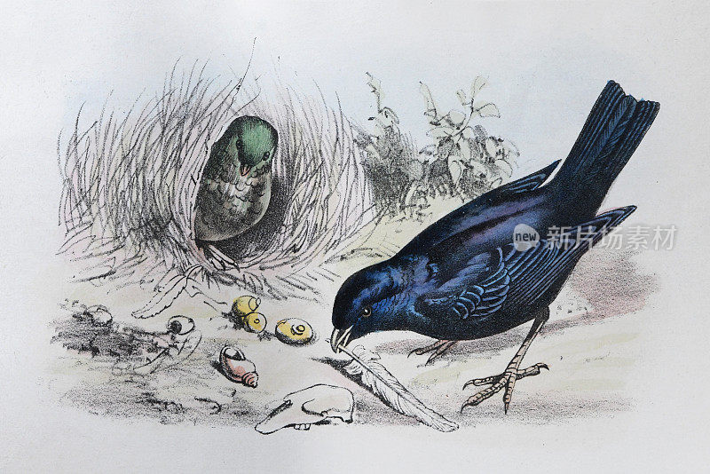 缎面园丁鸟(Ptilonorhynchus violaceus) -复古色彩插图